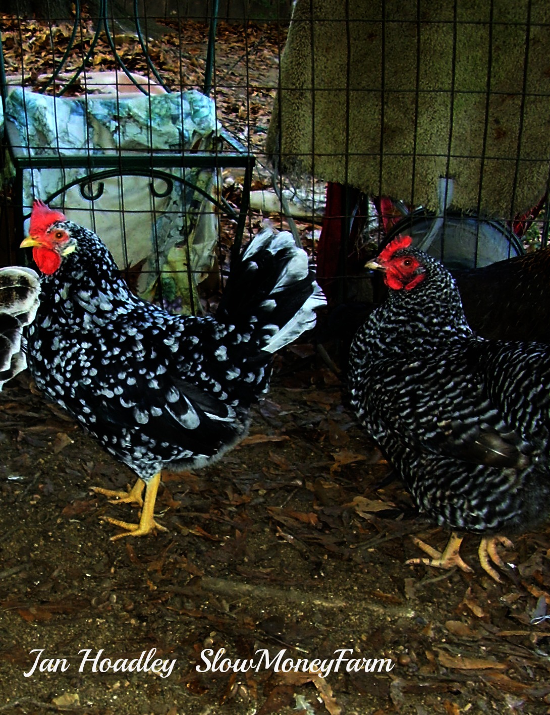 What Are Those Spotted Chickens? | Food, Farm, Life Choices